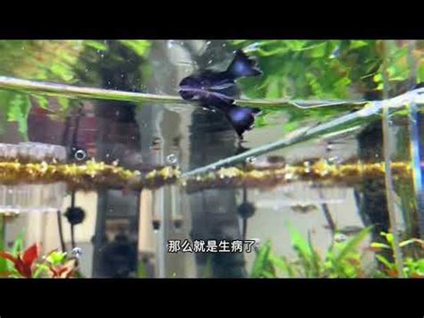 魚一直死怎麼辦|魚缸魚救命！3步驟搞定